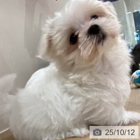 マルチーズの写真