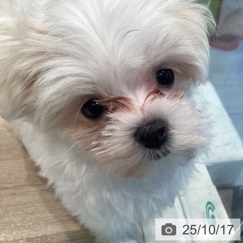 マルチーズの写真