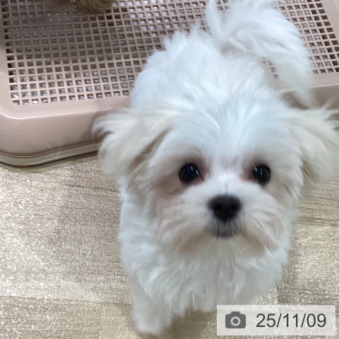 マルチーズの写真