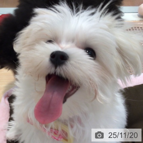 マルチーズの写真