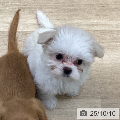 マルチーズの写真