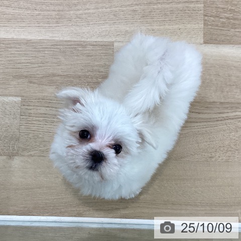 マルチーズの写真