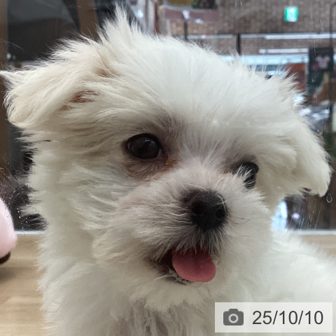 マルチーズの写真