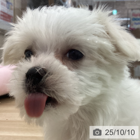 マルチーズの写真