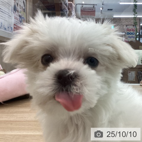 マルチーズの写真