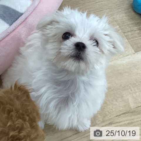 マルチーズの写真