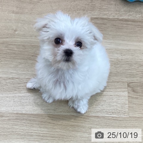 マルチーズの写真