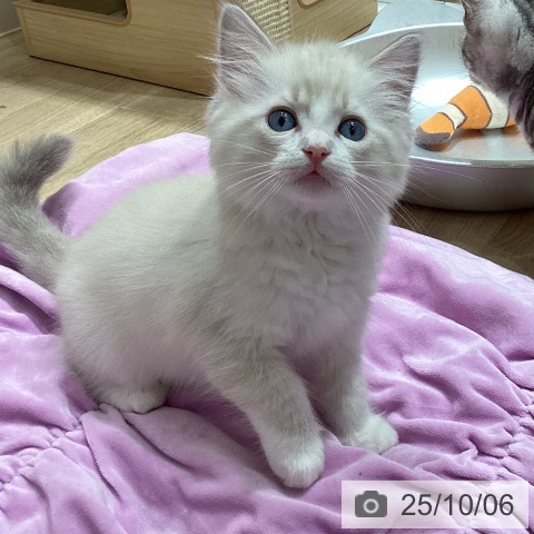 ラグドールの写真
