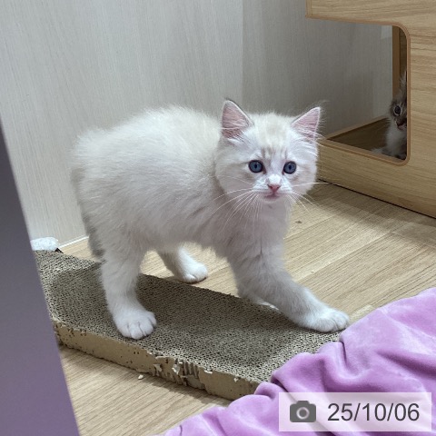 ラグドールの写真