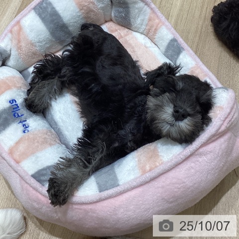 ミニチュア・シュナウザーの写真