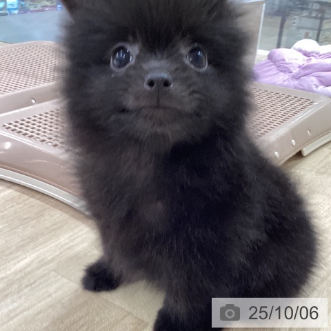 ポメラニアンの写真