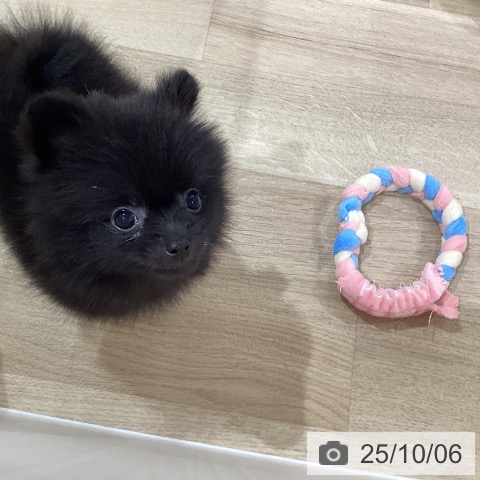 ポメラニアンの写真