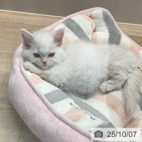 マンチカンの写真