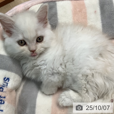 マンチカンの写真