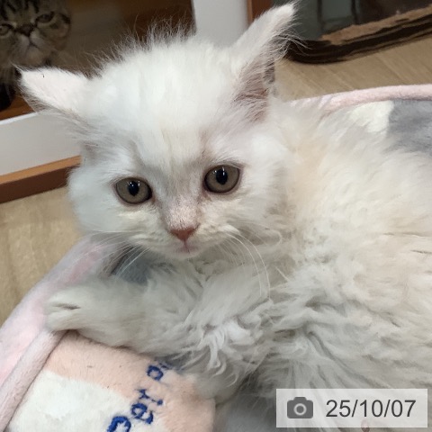 マンチカンの写真