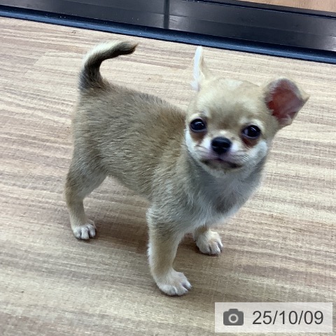 チワワの写真