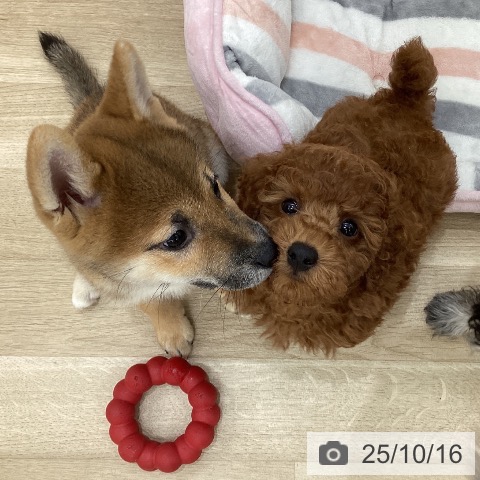 トイ・プードルの写真