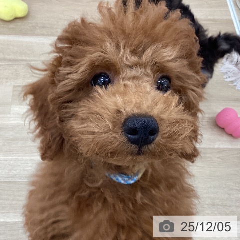 群馬県のトイプードル(トイ) (ペットプラス 前橋店/2025年8月4日生まれ/男の子/レッド)の子犬の4枚目の画像