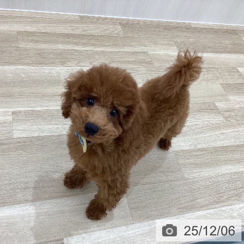 群馬県のトイプードル(トイ) (ペットプラス 前橋店/2025年8月4日生まれ/男の子/レッド)の子犬の3枚目の画像