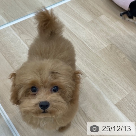 神奈川県のトイプードル(トイ) (ペットプラス 相模原並木店/2025年8月6日生まれ/男の子/レッド)の子犬の4枚目の画像