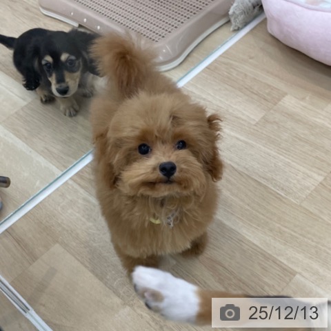 トイ・プードルの写真