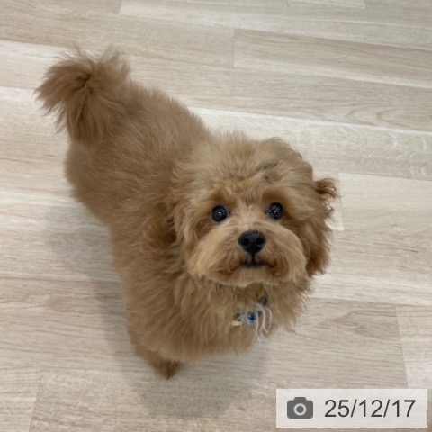 神奈川県のトイプードル(トイ) (ペットプラス 相模原並木店/2025年8月6日生まれ/男の子/レッド)の子犬の4枚目の画像