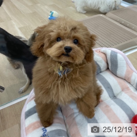 神奈川県のトイプードル(トイ) (ペットプラス 相模原並木店/2025年8月6日生まれ/男の子/レッド)の子犬の4枚目の画像