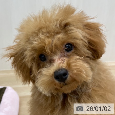 神奈川県のトイプードル(トイ) (ペットプラス 相模原並木店/2025年8月6日生まれ/男の子/レッド)の子犬の4枚目の画像