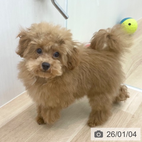 神奈川県のトイプードル(トイ) (ペットプラス 相模原並木店/2025年8月6日生まれ/男の子/レッド)の子犬の4枚目の画像