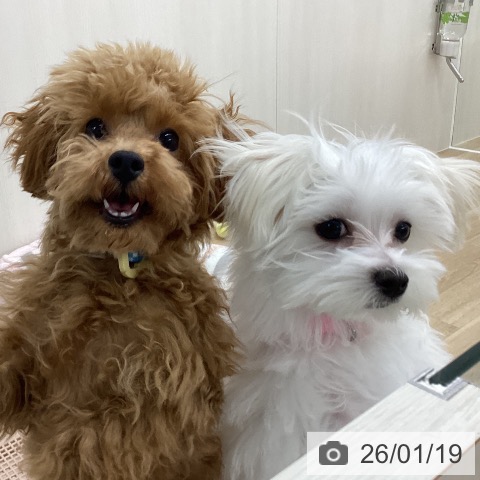 トイ・プードルの写真