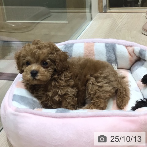 神奈川県のトイプードル(トイ) (ペットプラス 相模原並木店/2025年8月6日生まれ/男の子/レッド)の子犬の3枚目の画像