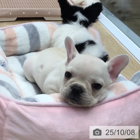 フレンチ・ブルドッグの写真
