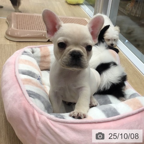 フレンチ・ブルドッグの写真