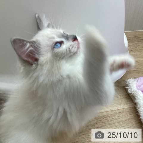 ラグドールの写真