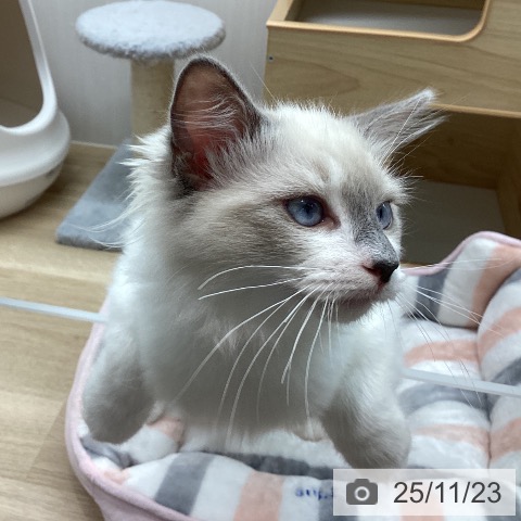 ラグドールの写真