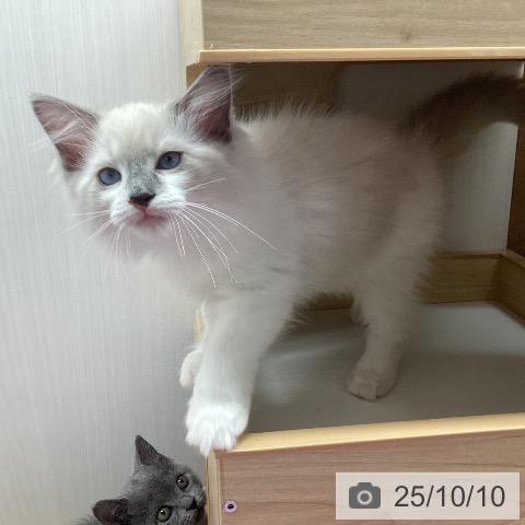 ラグドールの写真