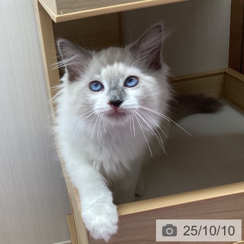 ラグドールの写真