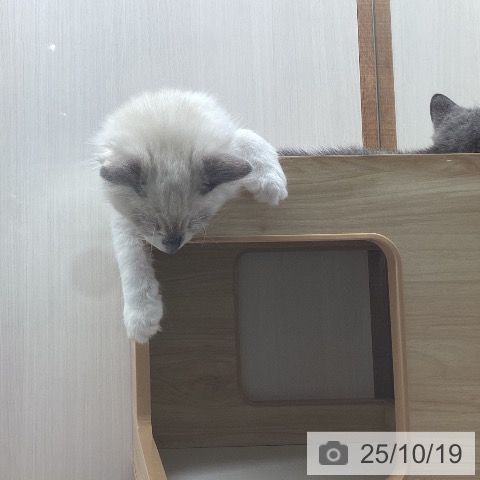 ラグドールの写真