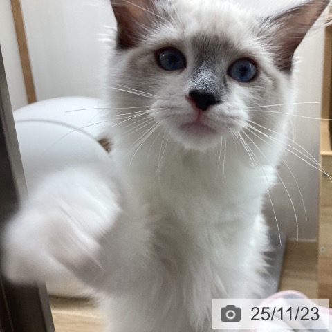 ラグドールの写真