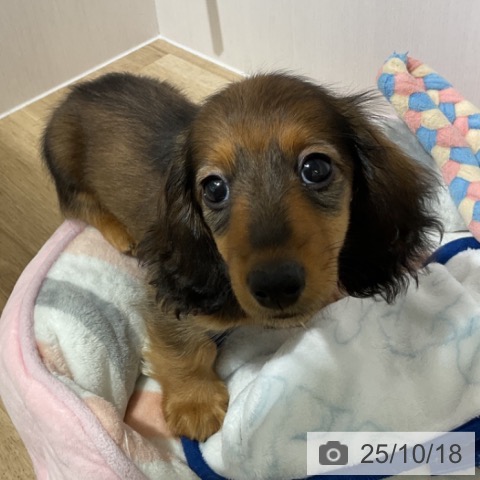 ミニチュア・ダックスフンドの写真