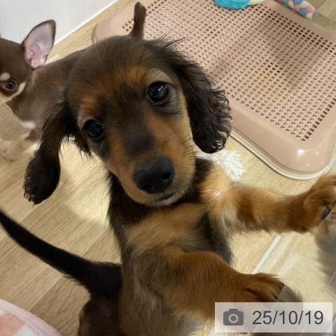 ミニチュア・ダックスフンドの写真
