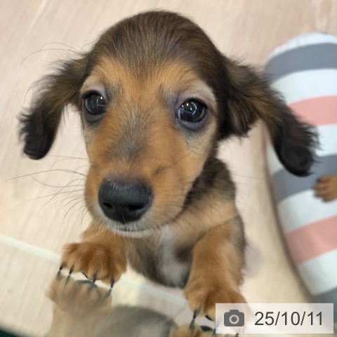 ミニチュア・ダックスフンドの写真