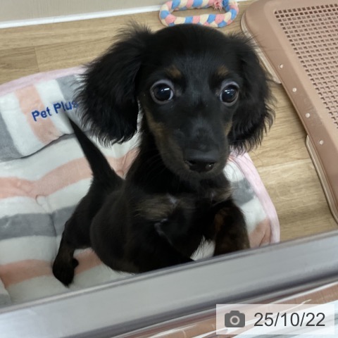 ミニチュア・ダックスフンドの写真