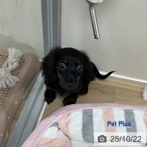 ミニチュア・ダックスフンドの写真