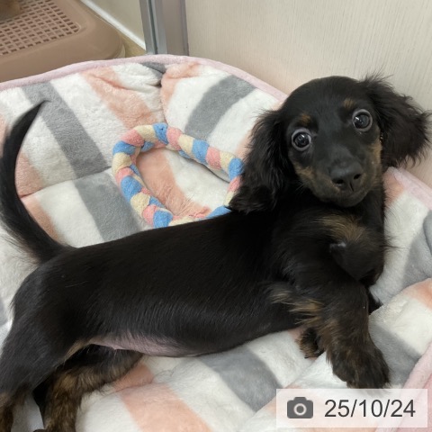 ミニチュア・ダックスフンドの写真