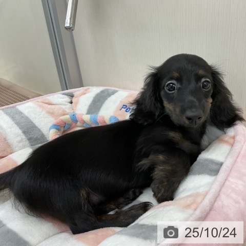 ミニチュア・ダックスフンドの写真