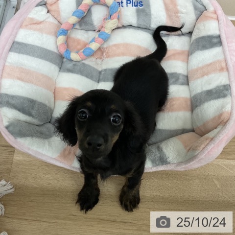 ミニチュア・ダックスフンドの写真