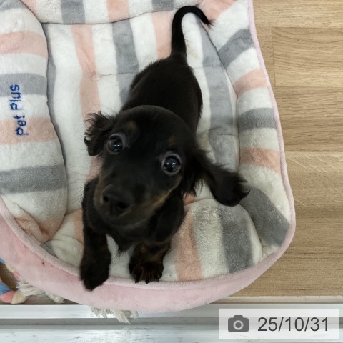 ミニチュア・ダックスフンドの写真