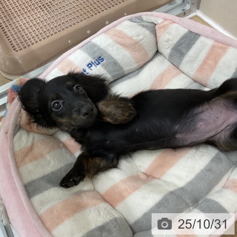 ミニチュア・ダックスフンドの写真