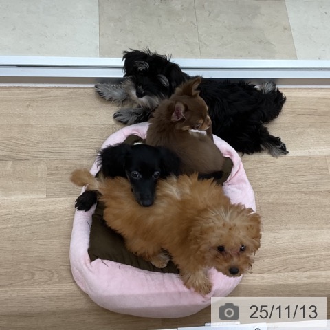 ミニチュア・ダックスフンドの写真